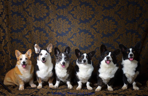 The Boyer Dog Gang
